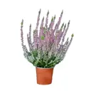 Каллуна обыкновенная Пинк Беттина ø11 h20 см