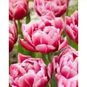 Тюльпан махровый ранний Колумбус луковицы 12