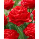 Тюльпан махровый ранний Памплона луковицы 11/12