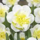 Нарцисс махровый Амира луковицы 12/14