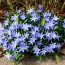 Хионодокса Форбса луковицы 5/6