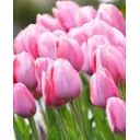 Тюльпан Дарвинов гибрид Мистик Ван Эйк луковицы