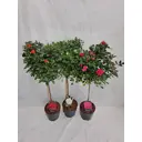 Роза мелкоцветковая ø19 h100 см