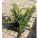 Можжевельник Минт Джулеп ø28 h15 - 20 см