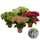 Гидрангея Мопхед макрофила микс ø14 h40 см