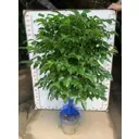 Радермахера ø25 h150 см