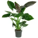 Алоказия ø18 h80 см