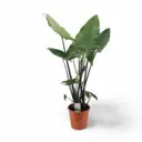 Алоказия ø24 h80 см