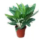 Аглаонема белоснежная Принцесса ø28 h70 см