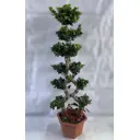 Фикус 8 символов ø33 h100 см