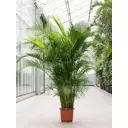 Дипсис ø28 h180 см