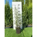 Чубушник Дам Бланш ø19 h20 - 40 см