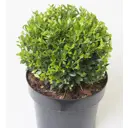 Падуб Крената Глори Гем h20 - 25 см