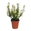 Бересклет Форчуна Эмеральд Голд h15 см