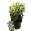 Бересклет японский Вариегата h20 - 30 см