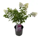 Гортензия метельчатая Ванилла Фрейз h50 см