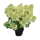 Гортензия метельчатая Бобо h50 - 60 см