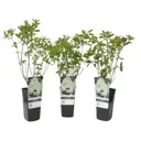 Гортензия метельчатая Лаймлайт h20 - 25 см