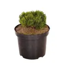 Сосна горная Пикобелло ø23 h30 - 40 см