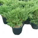 Можжевельник горизонтальный Андорра Компакт ø23 h30 см