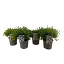 Лапчатка кустарниковая Ред Айс h20 - 25 см