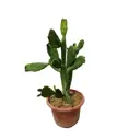 Кактус ø30 h80 см