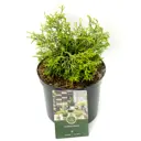 Кипарисовик тупой Тсатсуми Голд ø23 h30 см