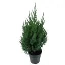 Можжевельник китайский Стрикта ø23 h30 см