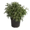 Кипарисовик горохоплодный Бэби Блю ø23 h40 см