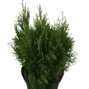 Туя западная Мику ø17 h15 - 20 см