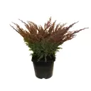 Можжевельник горизонт Андорра Компакт ø17 h10 см