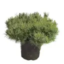 Сосна горная Мугус ø17 h20 - 25 см