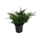 Можжевельник китайский Минт Джулеп ø17 h25 см