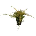 Можжевельник китайский Олд Голд ø13 h15 см