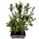 Чубушник Силберреген h50 - 60 см