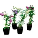 Буддлея Давида Баз Скай Блю h30 - 40 см