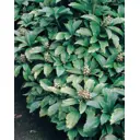 Пахизандра верхушечная h15 - 20 см