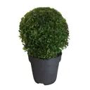 Буксус Самшит шаровидная форма h25 - 30 см