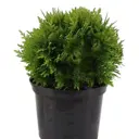 Туя западная Даника ø17 h20 - 25 см