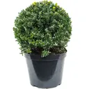 Падуб Крената Глори Гемшар h30 - 40 см