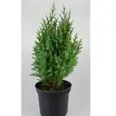 Можжевельник китайский Стрикта ø13 h15 см