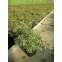 Пиерис японский Литл Хиф h20 - 25 см