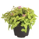 Спирея японская Голден Принцесс h30 см