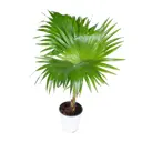 Ливистона Чиненсис ø10 h15 см