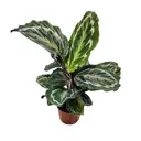 Калатея Розеопикта ø10 h20 см