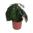 Алоказия Драгон Скейл ø10 h20 см
