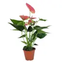 Антуриум Кинг Пинк ø15 h55 см