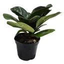 Фикус лирата Бамбино ø10 h15 см