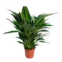 Спатифиллум Кроун Вайт ø13 h45 см