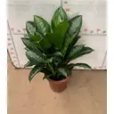 Аглаонема Королевская ø28 h55 см